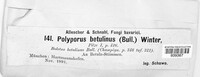 Fomitopsis betulina image